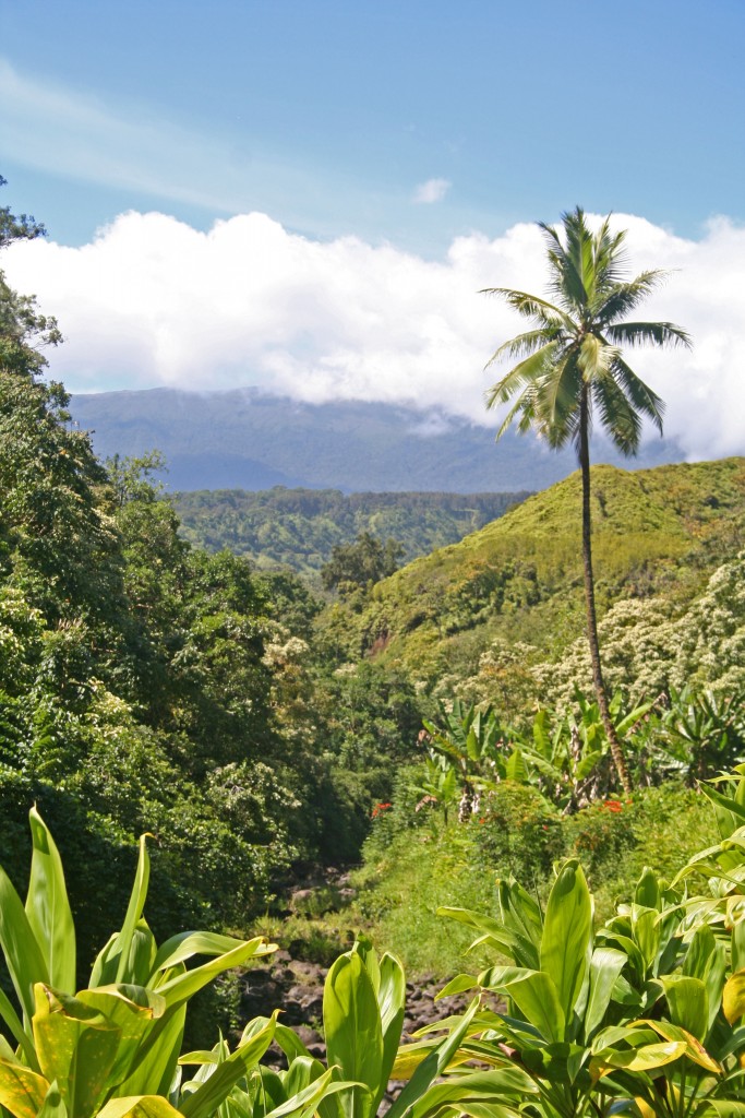 Ke’anae Arboretum