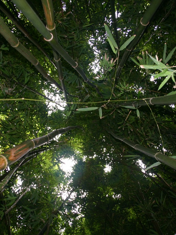 Pipiwai-Trail-Oheo-Haleakala-Park-Bamboo-Forest