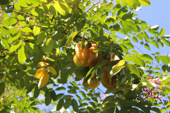 Srarfruit